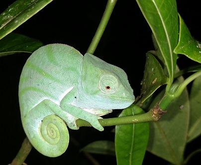 Madagascar- NREM Chameleon