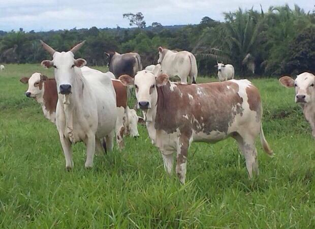 Mdi Cow Calf Program