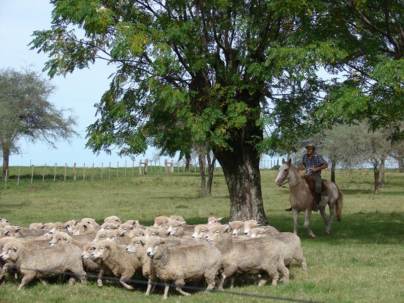 Sheep in Salto