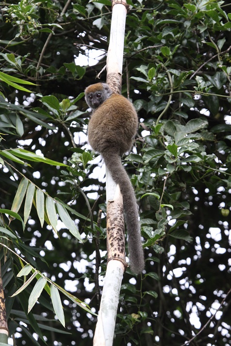Madagascar- NREM Lemur