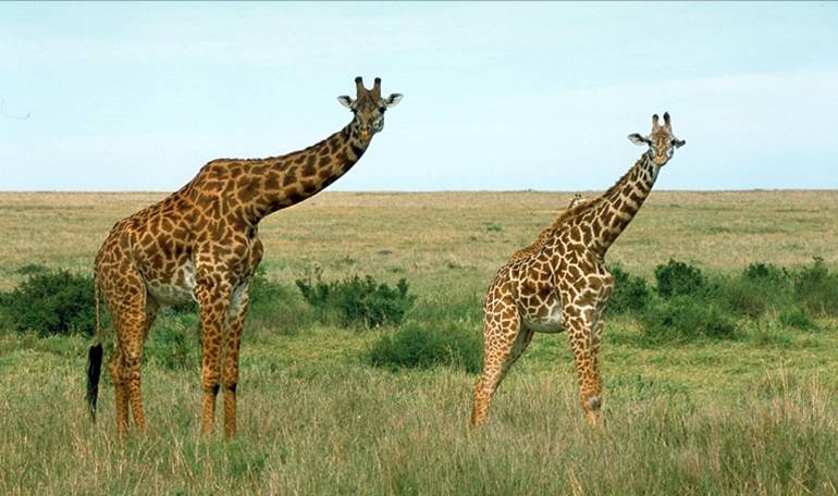 NREM Tanzania Giraffe
